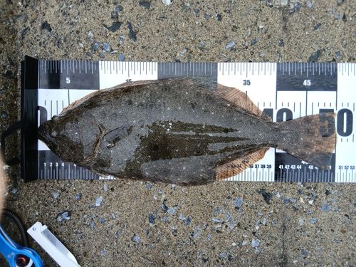 ヒラメの釣果