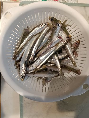 カタクチイワシの釣果