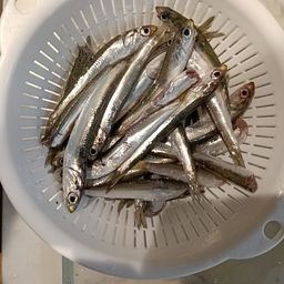 カタクチイワシ