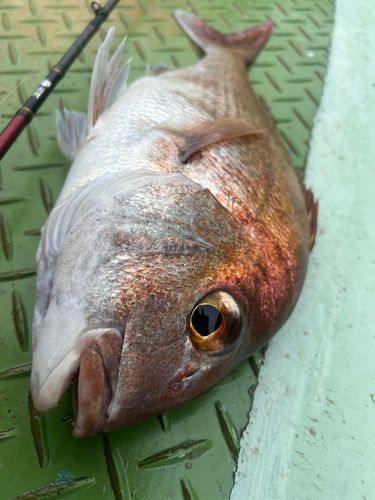 マダイの釣果