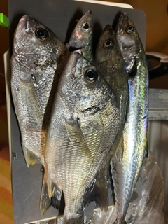サゴシの釣果