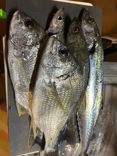 サゴシの釣果
