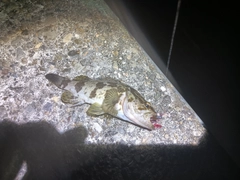 タケノコメバルの釣果