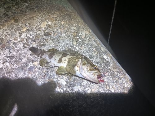 タケノコメバルの釣果