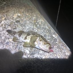 タケノコメバル