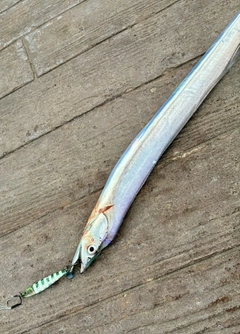 タチウオの釣果