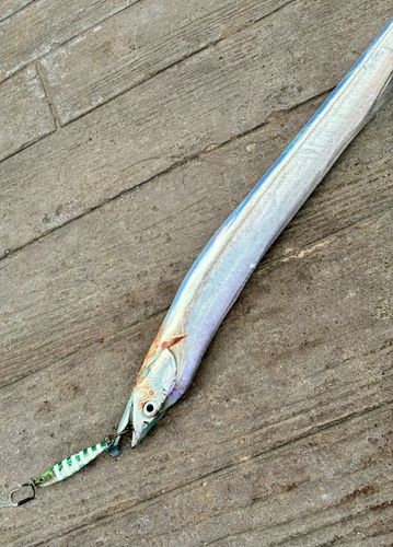 タチウオの釣果