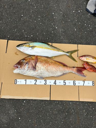 ヒラマサの釣果