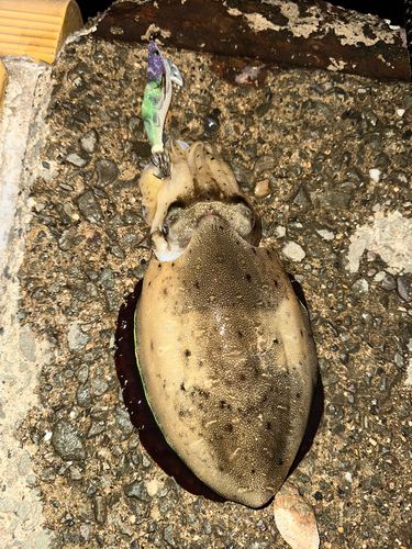 モンゴウイカの釣果