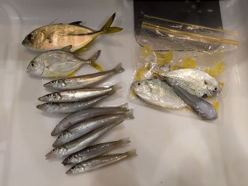 シロギスの釣果