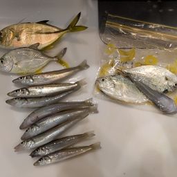 シロギス