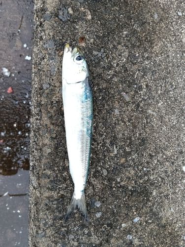 マイワシの釣果