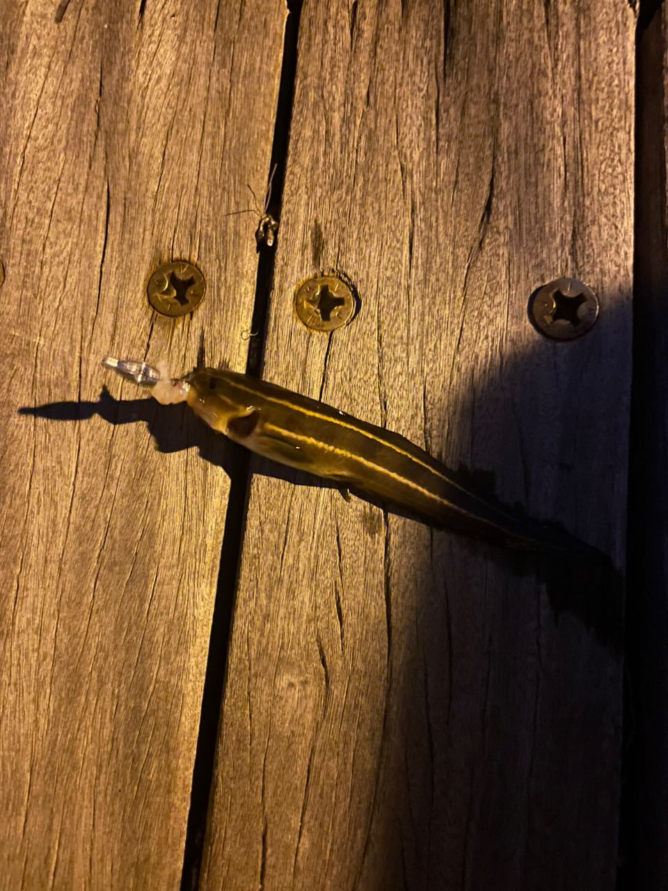 DAIWA 16メバリング X 78L-Sの最安値・インプレ・釣果 | 本音の口コミ