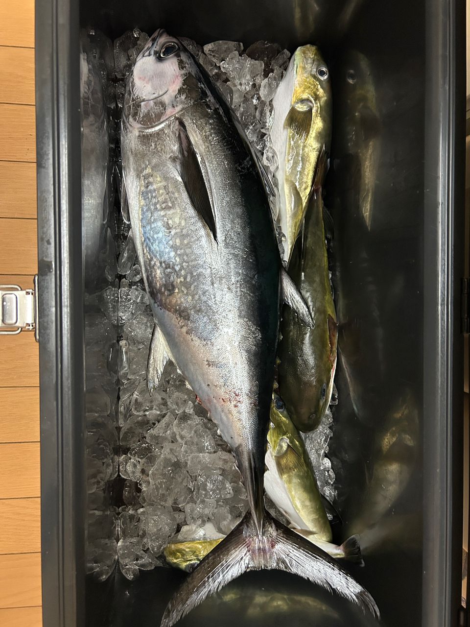 コシナガマグロ