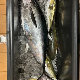 コシナガマグロ