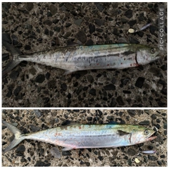 サゴシの釣果