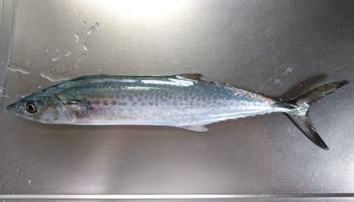 サゴシの釣果