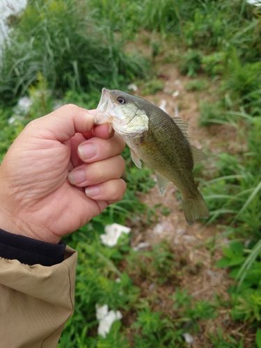 ラージマウスバスの釣果