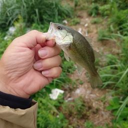 ラージマウスバス