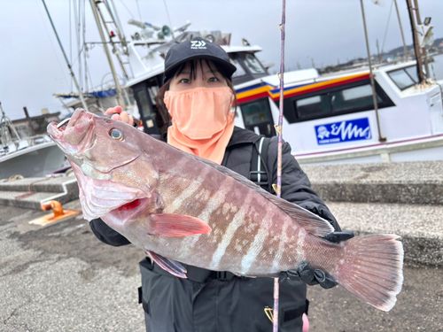 マハタの釣果