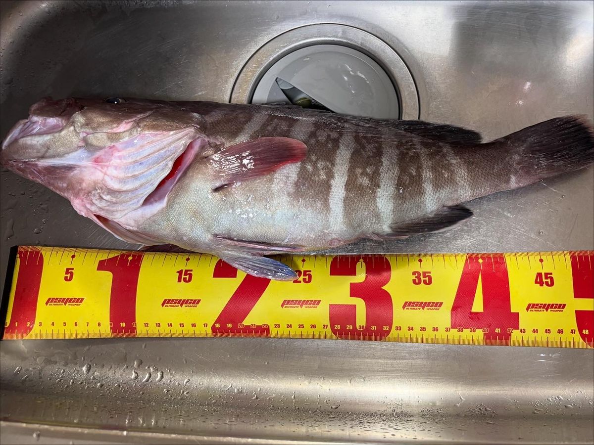 あや🐟さんの釣果 2枚目の画像