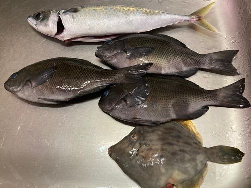 サバの釣果