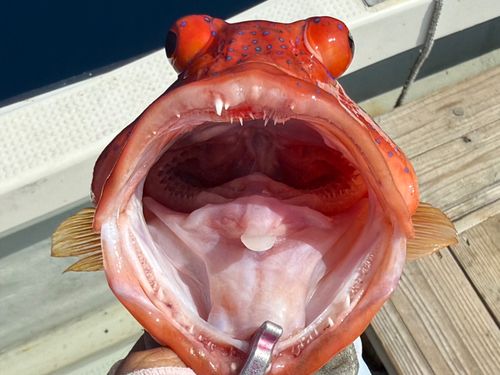 スジアラの釣果