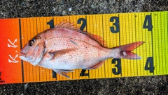 マダイの釣果