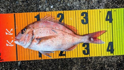 マダイの釣果
