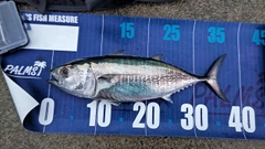 コシナガマグロの釣果