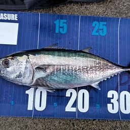 コシナガマグロ