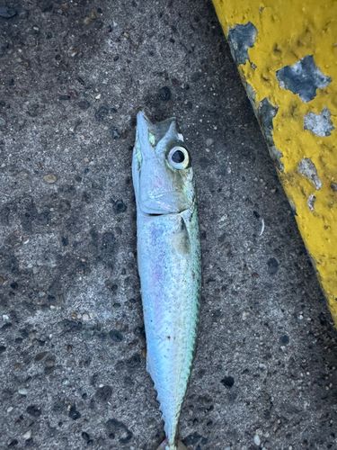 サバの釣果