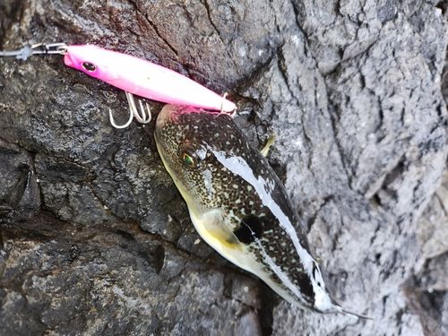 フグの釣果