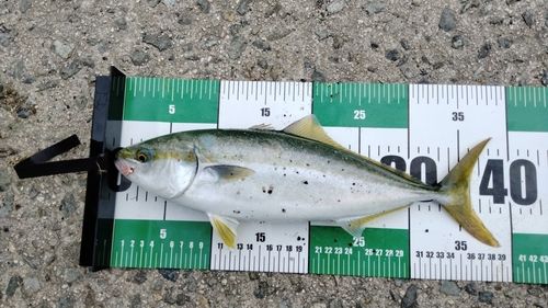ツバスの釣果