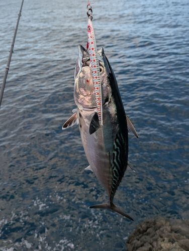 スマガツオの釣果