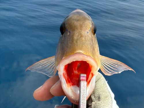 ミンサーフエフキの釣果