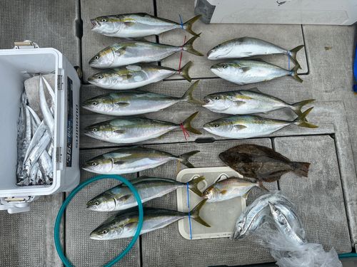 メジロの釣果