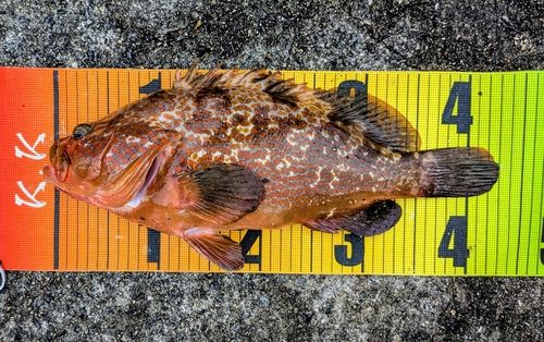 平磯海づり公園