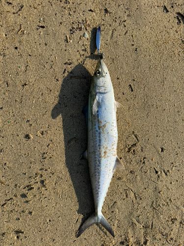 サワラの釣果
