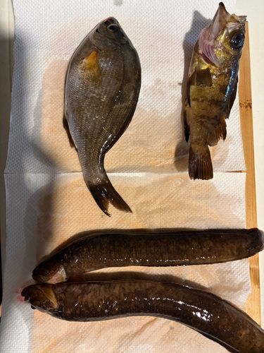 ウミタナゴの釣果