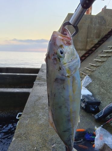 ネリゴの釣果
