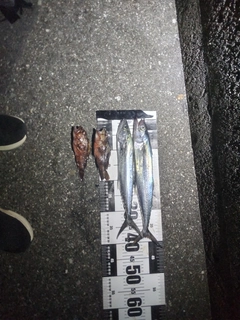 サゴシの釣果