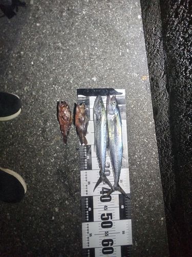 サゴシの釣果