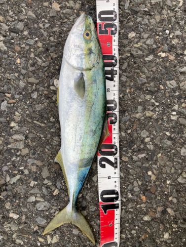 ハマチの釣果
