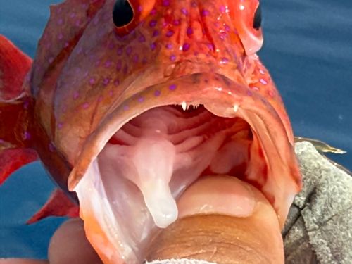 オジロバラハタの釣果