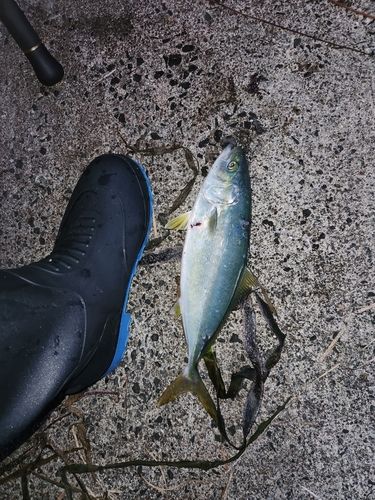 フクラギの釣果