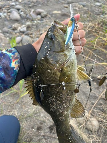 スモールマウスバスの釣果