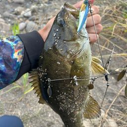 スモールマウスバス