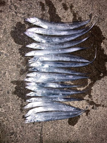 タチウオの釣果
