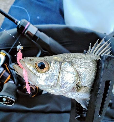 ヒラスズキの釣果